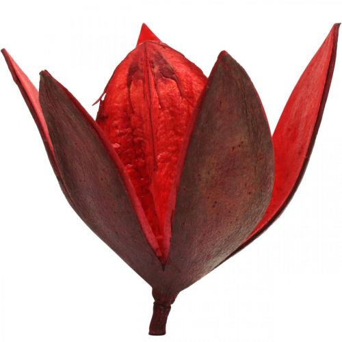 Wilde lelie rood naturel deco droogbloemen 6-8cm 50st