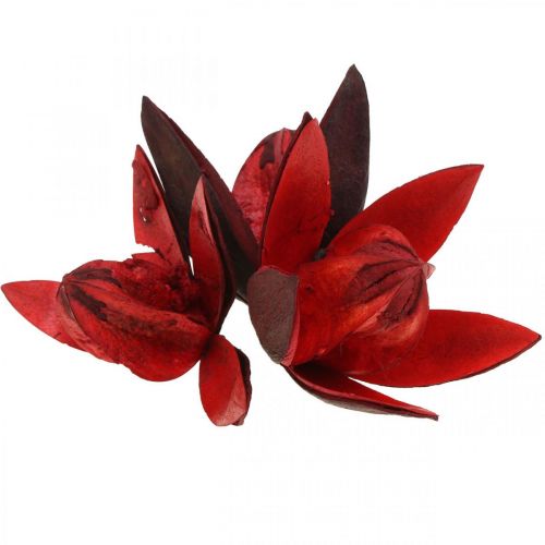 Artikel Wilde lelie rood natuurlijke decoratie droogbloemen 6-8cm 50 st