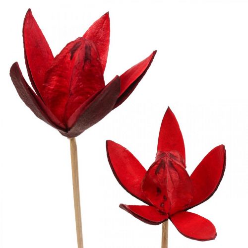 Floristik24 Wilde lelie op steel rood Ø6,5cm 35cm 45 st