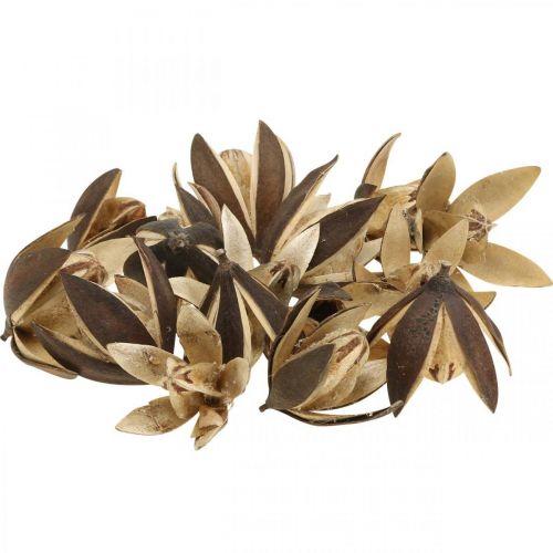 Artikel Wilde lelie natuurlijke decoratie exotische droogbloemen 6-8cm 50 st