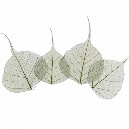 Wilgenbladeren skelet donkergroen, nature deco, deco bladeren 200st