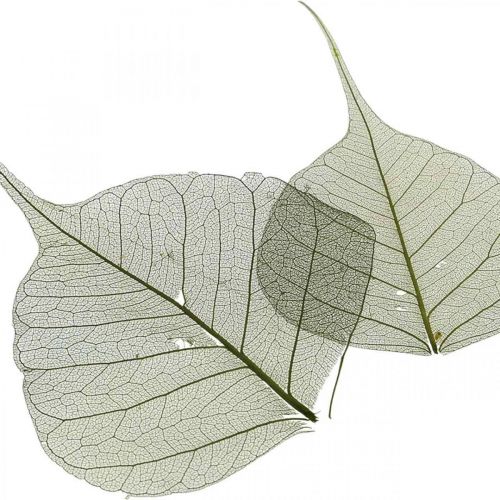 Artikel Wilgenbladeren geskeletteerd donkergroen, natuurlijke decoratie, decoratieve bladeren 200 stuks