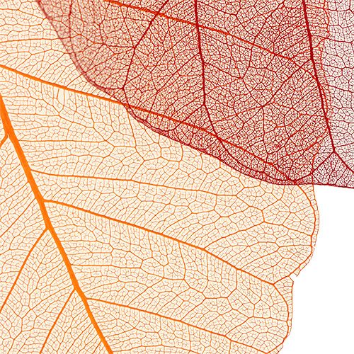 Wilgen skeletkleur oranje / rood 200st.