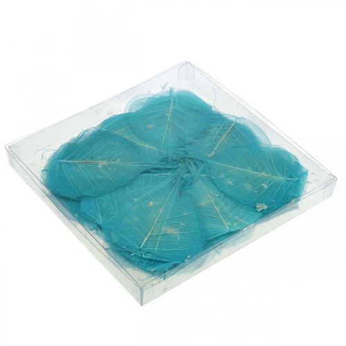 Floristik24 Wilgenbladeren, natuurlijke bladeren van de wilg, gedroogde bladeren skeletachtig turquoise blauw 200 stuks