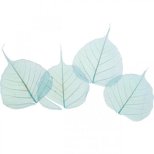 Wilgenbladeren, natuurlijke bladeren van de wilg, gedroogde bladeren skeletachtig turquoise blauw 200 stuks