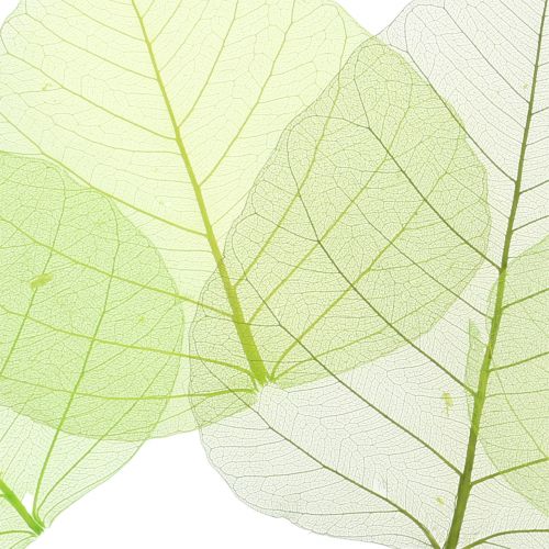 Wilgenbladeren geskeletteerd groen assorti 200st