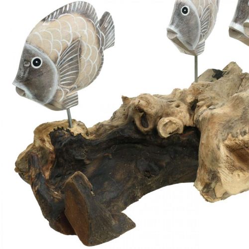 Floristik24 Decoratieve vissen op wortelhout Maritieme decoratieve figuren Bruin 38cm