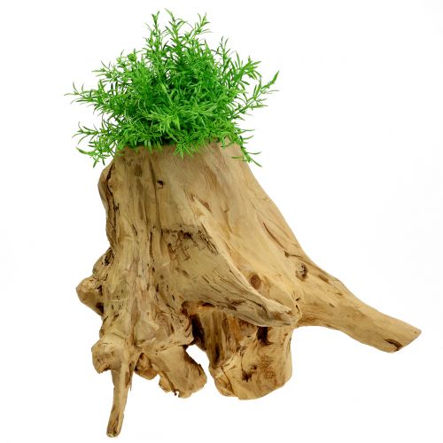 Floristik24 Decoratieve potwortel naturel 33cm x 29cm H30cm
