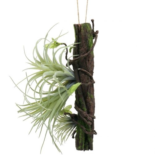 Floristik24 Wortel met tillandsia om 26cm op te hangen