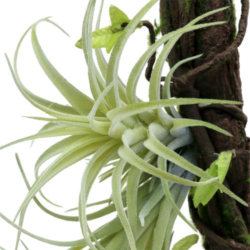 Floristik24 Wortel met tillandsia om 26cm op te hangen