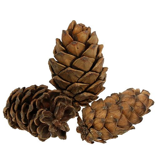 Kegels natuur 9cm - 10cm 6 st
