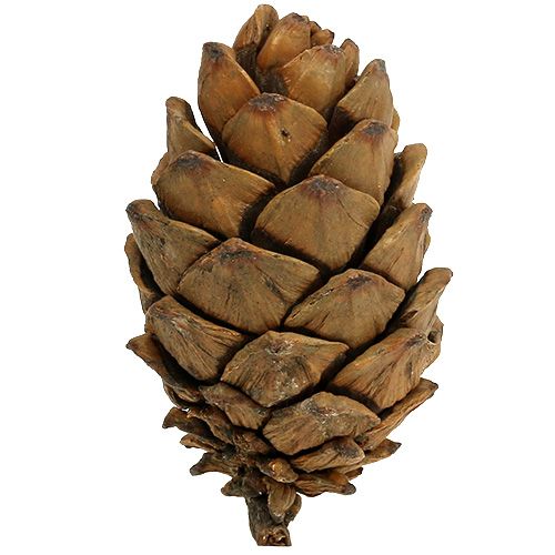 Floristik24 Kegels natuur 9cm - 10cm 6 st