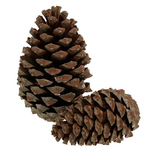 Artikel Kegels Pinus Maritima 10cm - 15cm Naturel 3 st