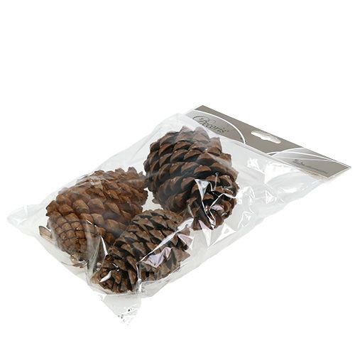 Artikel Kegels Pinus Maritima 10cm - 15cm Naturel 3 st