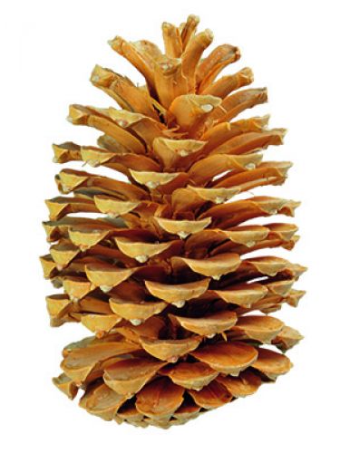 Floristik24 Maritima kegels crème/vanille gemengd 25st OUD ITEM