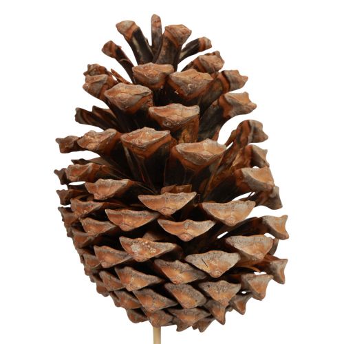 Artikel Kegels Maritima Maritieme Den Naturel 5-10cm op de stok 50 stuks