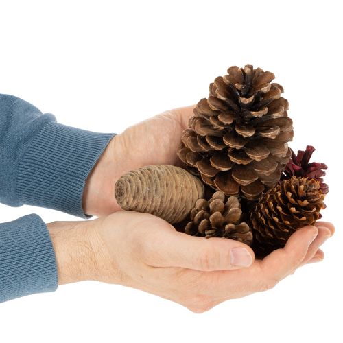 Dennenappelmix Natuurlijk - 400g voor Decoratie en Knutselen | Floristik24.nl