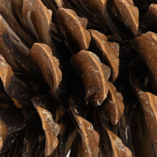 Dennenappelmix Natuurlijk - 400g voor Decoratie en Knutselen | Floristik24.nl