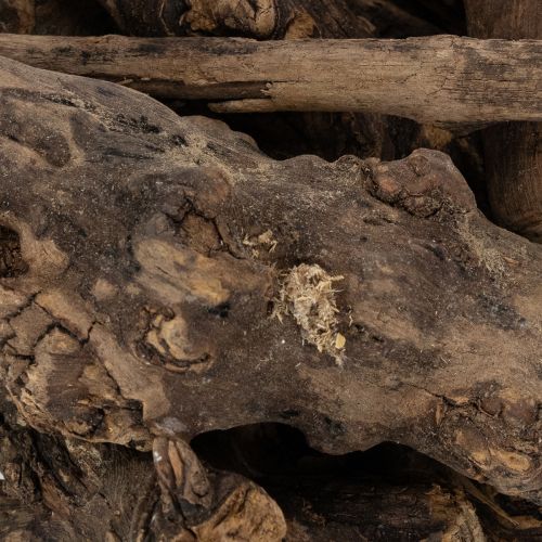 Artikel Betoverende decoratieve houten wortels voor uw huis