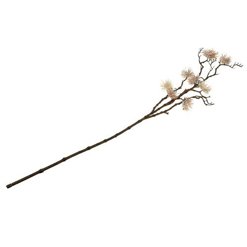Floristik24 Toverhazelaar Tak Champagne 112cm