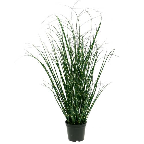 Floristik24 Zebragras in pot Groen 60cm