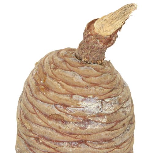 Artikel Cederkegels decoratief cederhout naturel 9-10,5cm 3 st
