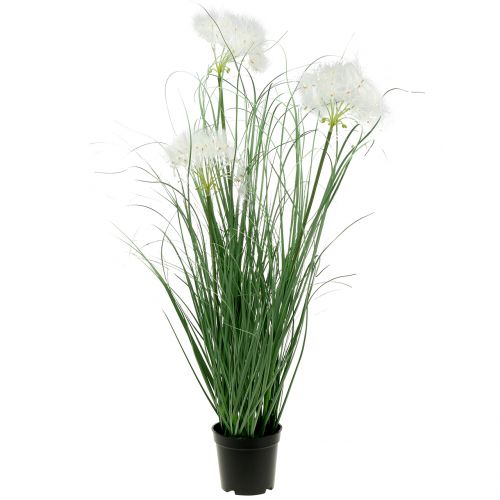 Floristik24 Siergras met witte zaden groen H73cm