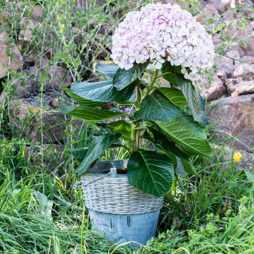 Floristik24 Zinken emmer met vlechtwerk Ø32cm H27,5cm