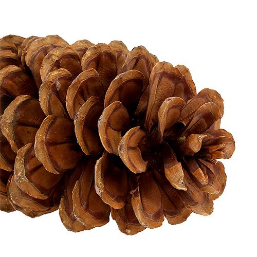 Floristik24 Suikerdennenappels naturel 20-25cm