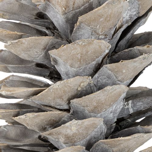 Artikel Suikerdennenappels witgekalkt 20cm - 30cm