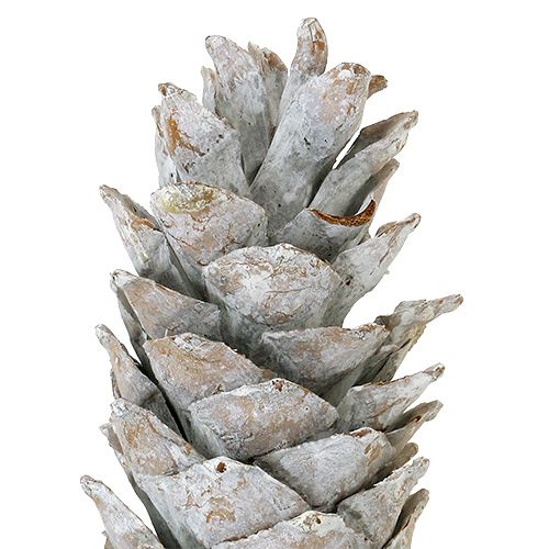Floristik24 Suiker dennenappels, witgekalkt 20cm - 30cm