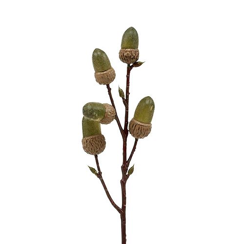 Floristik24 Tak met eikel bruin, groen L30cm