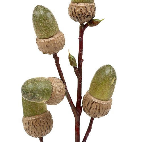 Floristik24 Tak met eikel bruin, groen L30cm