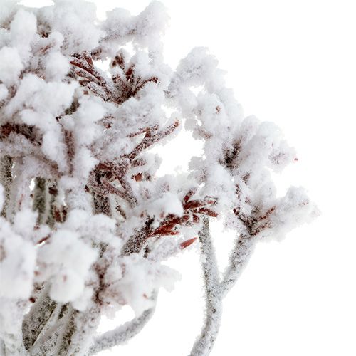 Floristik24 Tak met sneeuw 22cm 3st