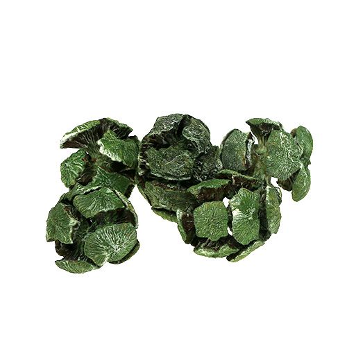 Floristik24 Cypress kegels 3cm groen 500g