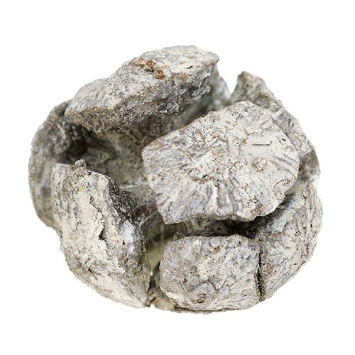 Artikel Cipres kegels 3cm wit gewassen 500g