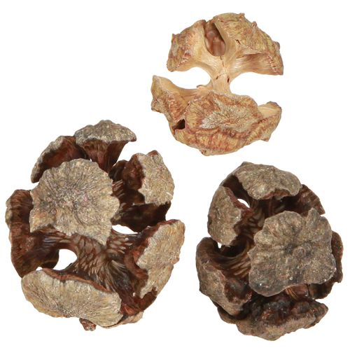 Cipreskegels decoratieve natuurlijke cipreskegels 2-4cm 250g