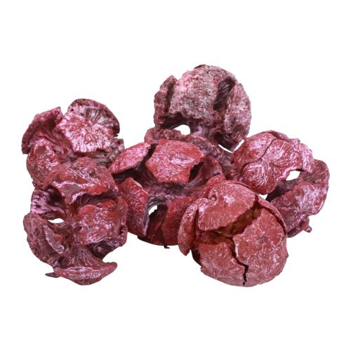 Artikel Cipres kegels mat natuurlijke decoratie 3cm donkerrood 500g