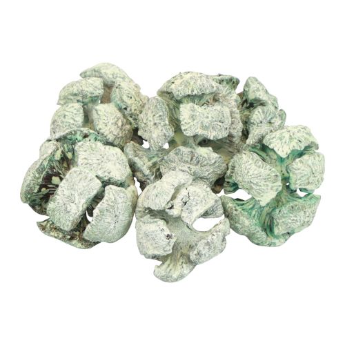 Artikel Cipres kegels mat natuurlijke decoratie 3cm groen 500g