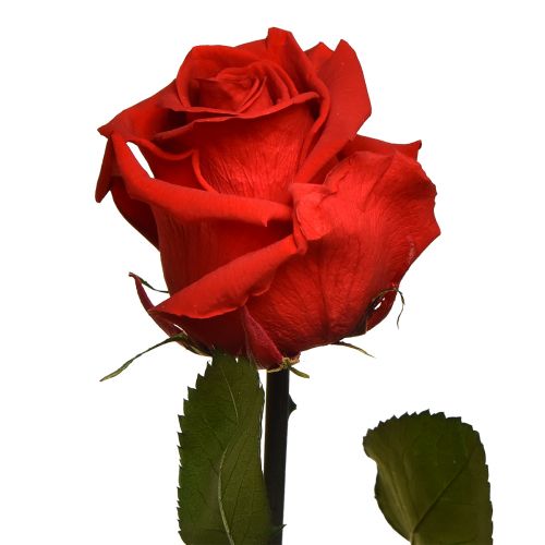 Artikel Infinity Roos met Bladeren Geconserveerd Amorosa Rood L54cm