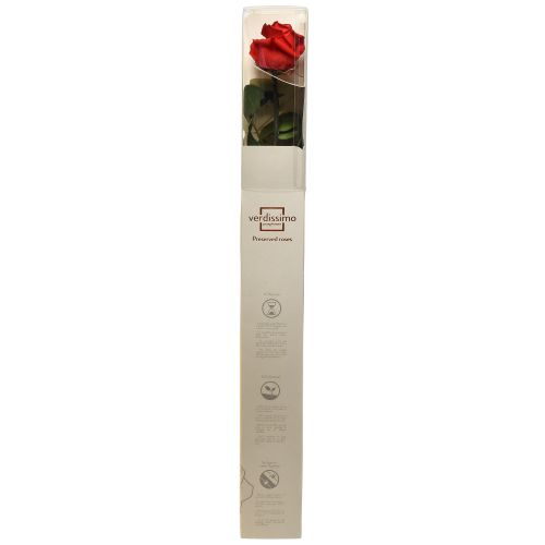 Artikel Infinity Roos met Bladeren Geconserveerd Amorosa Rood L54cm