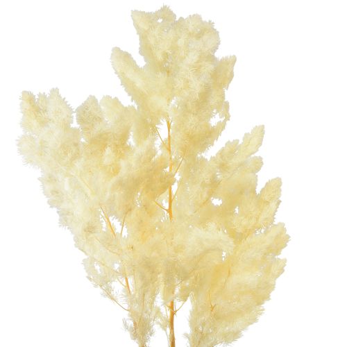 Floristik24 Asperges droog decoratie wit gedroogd siergras 80g
