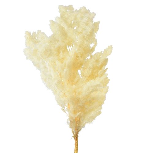 Artikel Asperges droog decoratie wit gedroogd siergras 80g