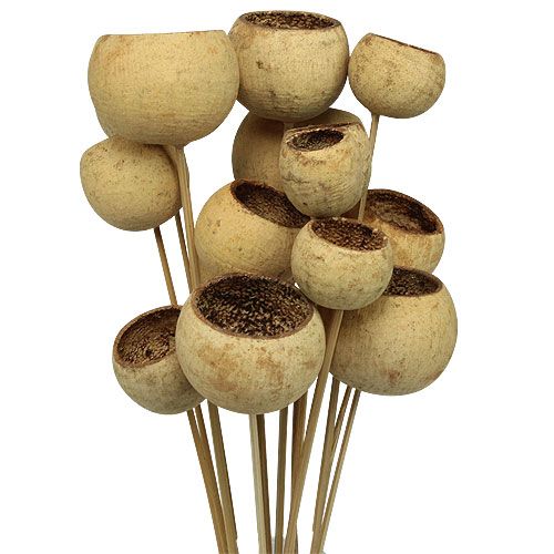 Floristik24 Bell Cup Mix op stokje Natural Exotics 15 st