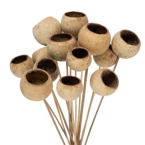 Floristik24 Bell Cup Mix op steel, natuurlijke exotische variëteiten, 15 stuks