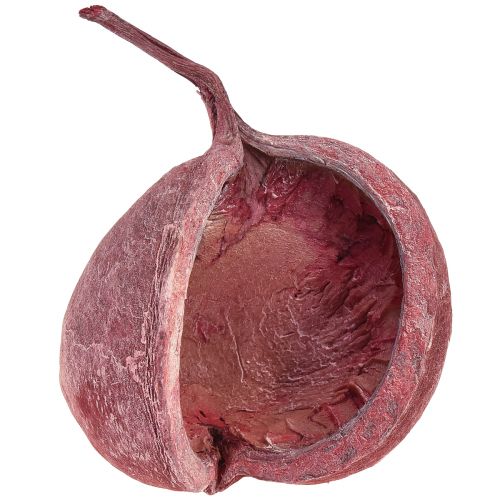 Artikel Boeddhanoot Rood Wit Gedroogd Natuurlijke Decoratie Ø5,5–9,5cm 5 st