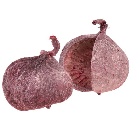 Artikel Boeddhanoot Rood Wit Gedroogd Natuurlijke Decoratie Ø5,5–9,5cm 5 st