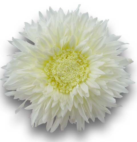 Floristik24 Chrysant Teddy 63cm Wit