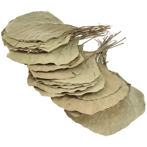 Artikel Cobrabladeren gedroogd groen naturel 15cm–17cm 50 st