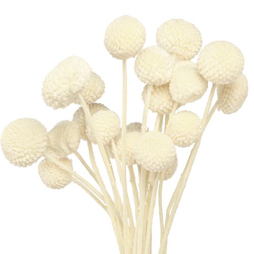 Floristik24 Craspedia gedroogde drumsticks crème 45-55cm 20 st